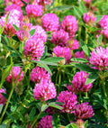 Red Clover Seeds, Trifolium pratense, Ground Cover & Forage, 300+ Seeds, Perennial Legume for Soil Improvement