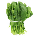 Tendergreen Spinach Seeds – Non-GMO, Heirloom, Spinacia oleracea, Leafy Greens, Vegetable Seeds for Home Gardening