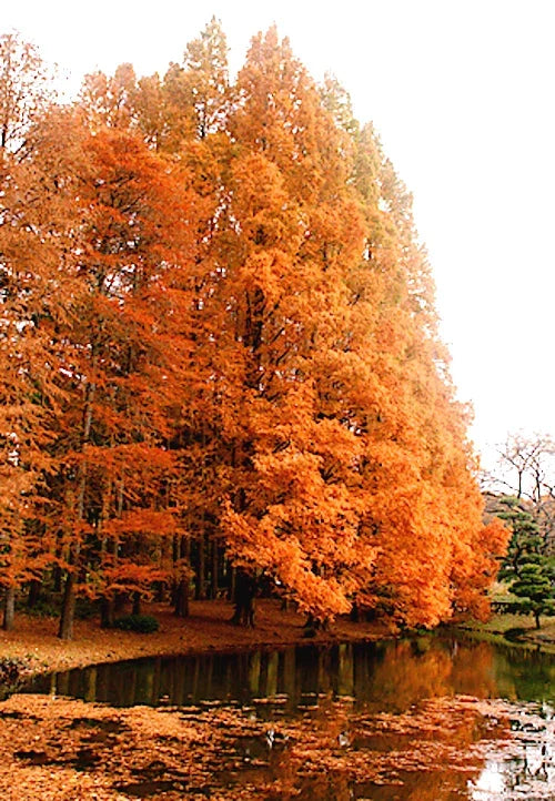 Dawn Redwood Tree Seeds - Metasequoia glyptostroboides - Fast Growing Hardy Bonsai Seeds for Gardening & Landscaping