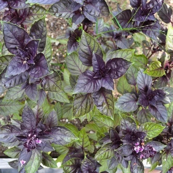 Corsican Basil Seeds - Pack of 100-1000, Microgreens & Garnish, Pollinator Friendly, Ocimum basilicum var. minimum