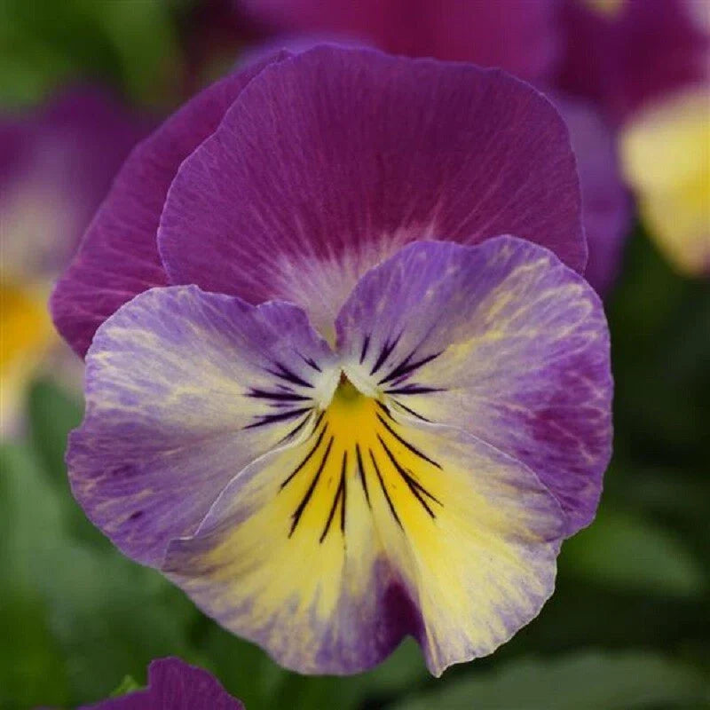Trailing Pansy Seeds - Raspberry Swirl Viola x wittrockiana, 15 Seeds for Hanging Baskets & Containers