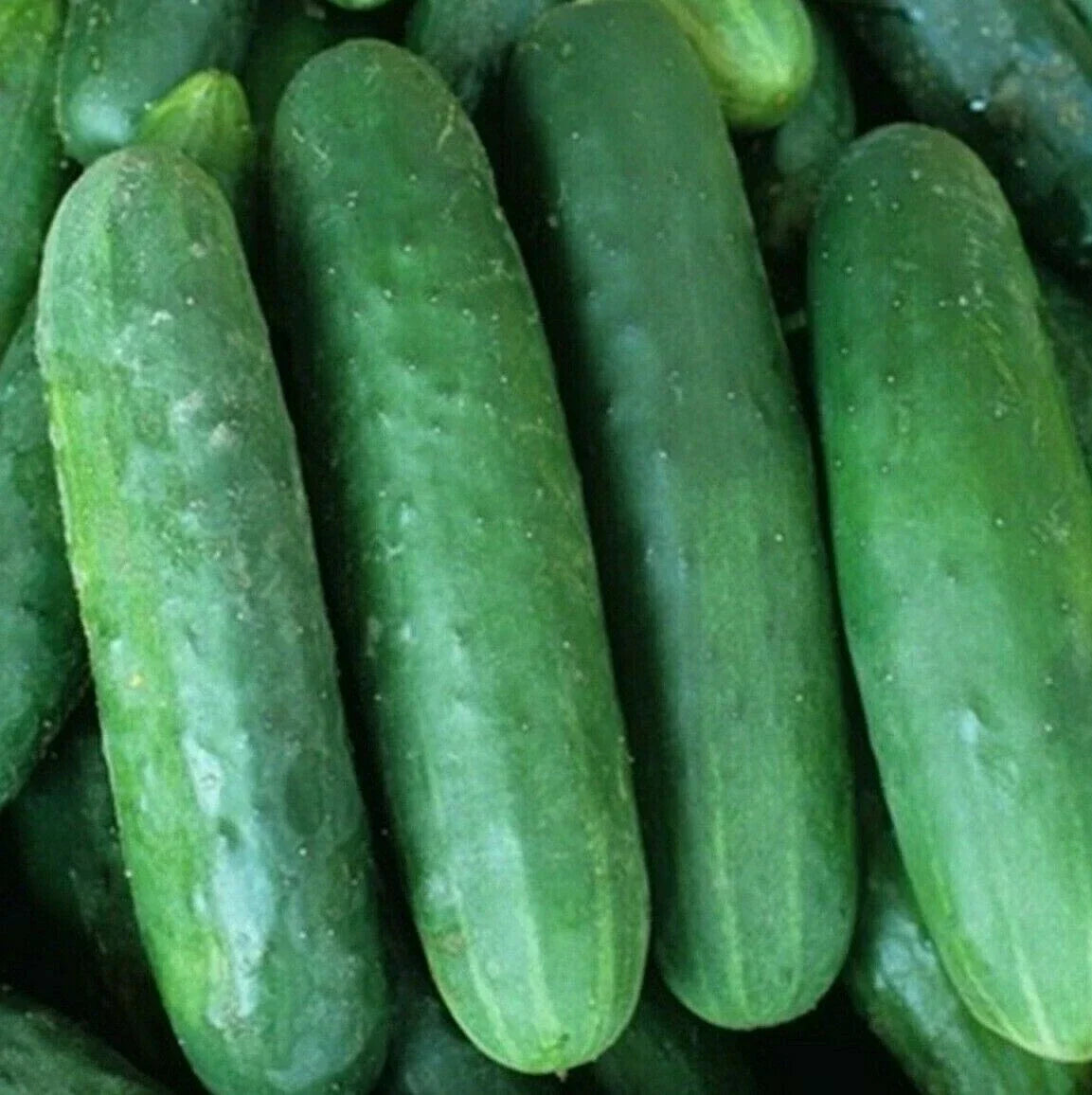Poinsett 76 Cucumber Seeds - 50+ Pack for Pickling & Slicing - Cucumis sativus Vegetable Garden Seeds