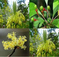 Sassafras Tree 3-4ft Tall | Ready to Plant | Deciduous Landscaping Tree | Sassafras albidum