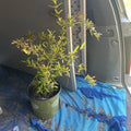 Live Pomegranate Tree - Potted Punica granatum - Fruit-bearing Indoor/Outdoor Plant for Garden or Patio