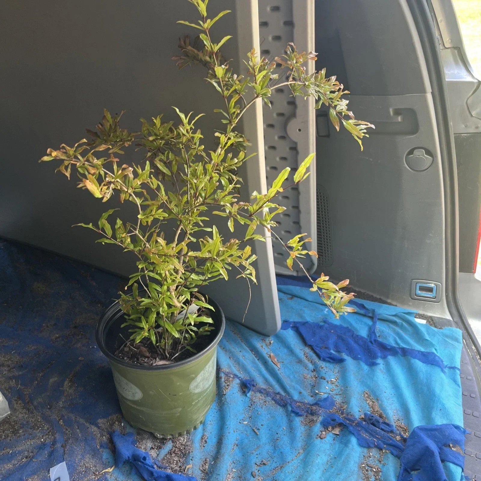 Live Pomegranate Tree - Potted Punica granatum - Fruit-bearing Indoor/Outdoor Plant for Garden or Patio