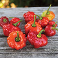 Jamaican Red Scotch Bonnet Pepper Seeds - 20 Premium Capsicum chinense Seeds for Spicy Garden, Hot Peppers, Caribbean Cuisine