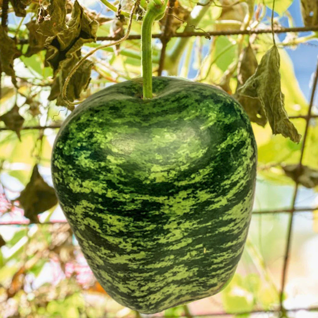 Apple Gourd Seeds - Ornamental Squash Swan Pumpkin Dipper Bottle - Lagenaria siceraria, Decorative, Fall Garden, Crafting