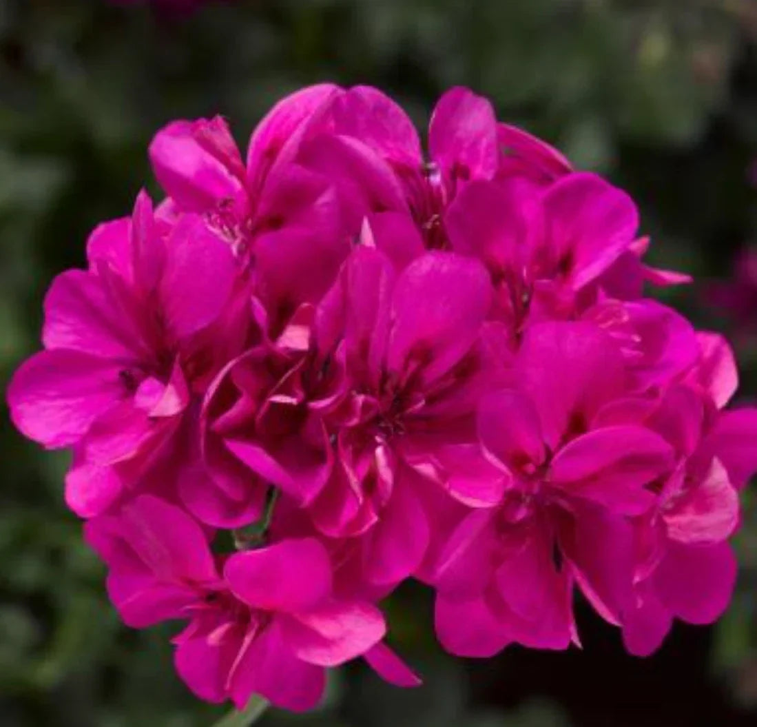 Geranium Plants 4 Plugs Deep Pink Ivy League Pelargonium peltatum Heat Tolerant for Baskets & Containers