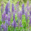 Wild Perennial Lupine Seeds Pack - Colorful Garden Mix - Lupinus perennis - Native Wildflower Seeds for Pollinators
