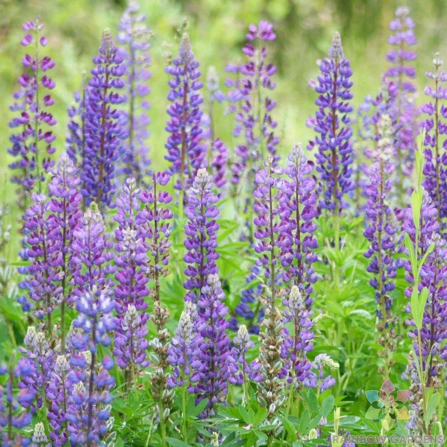 Wild Perennial Lupine Seeds Pack - Colorful Garden Mix - Lupinus perennis - Native Wildflower Seeds for Pollinators