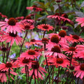 Solar Flare Coneflower Seeds - Echinacea purpurea Perennial Flower Seeds, 50 Pack, Vibrant Orange-Yellow Blooms, Attracts Pollinators