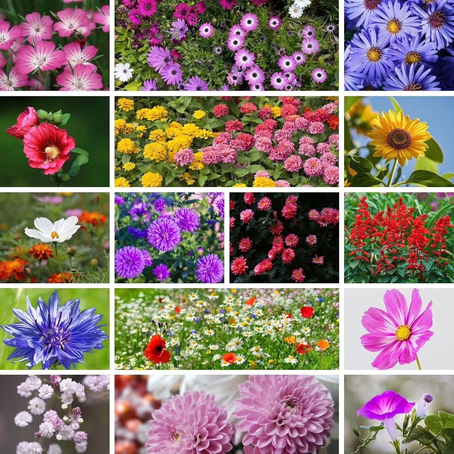 Wildflower Seeds Mix - 20,000+ Non-GMO Annual & Perennial Flower Seeds for Gardens, Pollinator Attracting, Eco-Friendly Planting