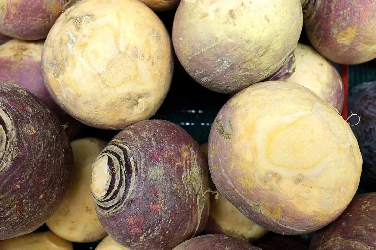 Rutabaga Seeds - NON-GMO Laurentian Canadian Turnips for Fall & Winter Gardening, Brassica napus