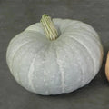 Silver Moon Pumpkin Seeds – Organic Cucurbita pepo for Decorative & Culinary Use, 10 Seeds, USA Grown