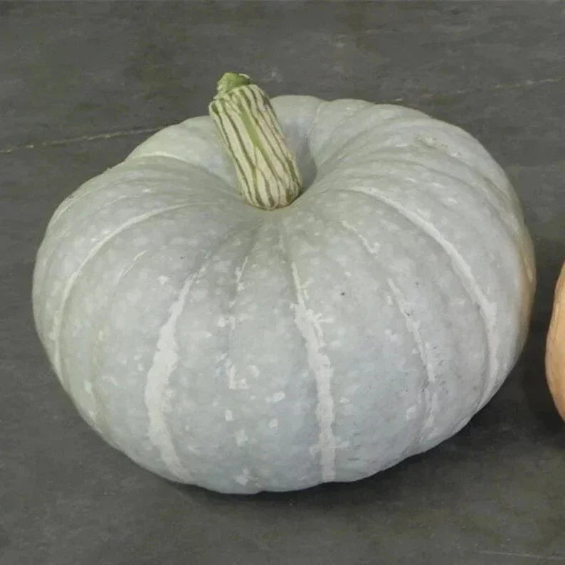 Silver Moon Pumpkin Seeds – Organic Cucurbita pepo for Decorative & Culinary Use, 10 Seeds, USA Grown
