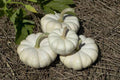 Gooligan Pumpkin Seeds - Cucurbita pepo, Ornamental & Culinary, Pack of 20 Seeds