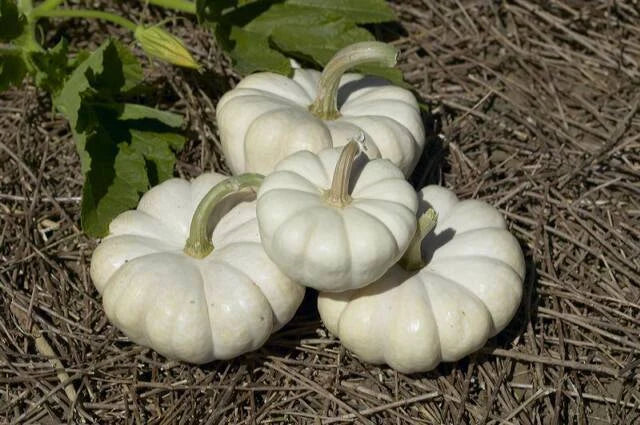 Gooligan Pumpkin Seeds - Cucurbita pepo, Ornamental & Culinary, Pack of 20 Seeds