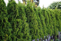 American Arborvitae Seeds - Thuja occidentalis for Privacy Hedges & Landscaping - Pack of 50