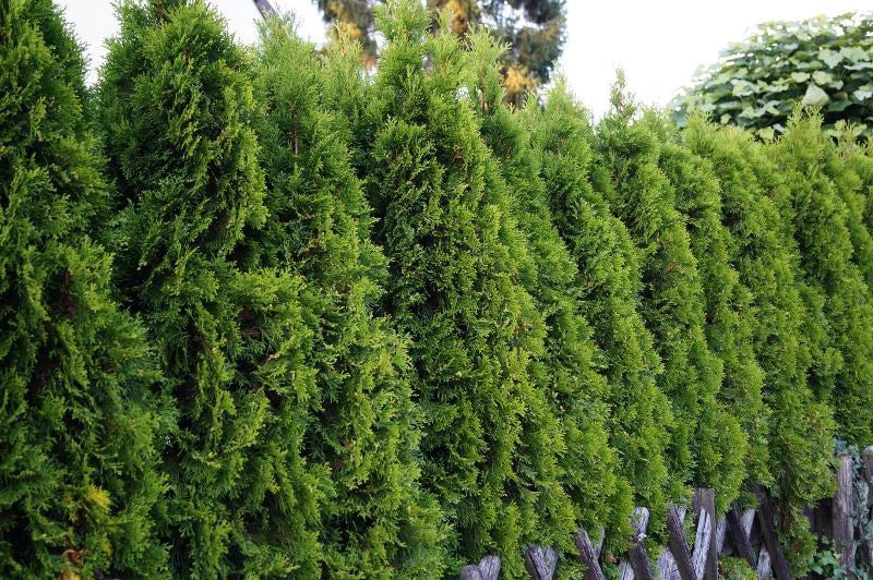 American Arborvitae Seeds - Thuja occidentalis for Privacy Hedges & Landscaping - Pack of 50