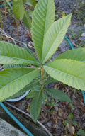 Loquat Tree Starter Plants 12-18" Eriobotrya japonica Tropical Edible Fruit & Tea Plant