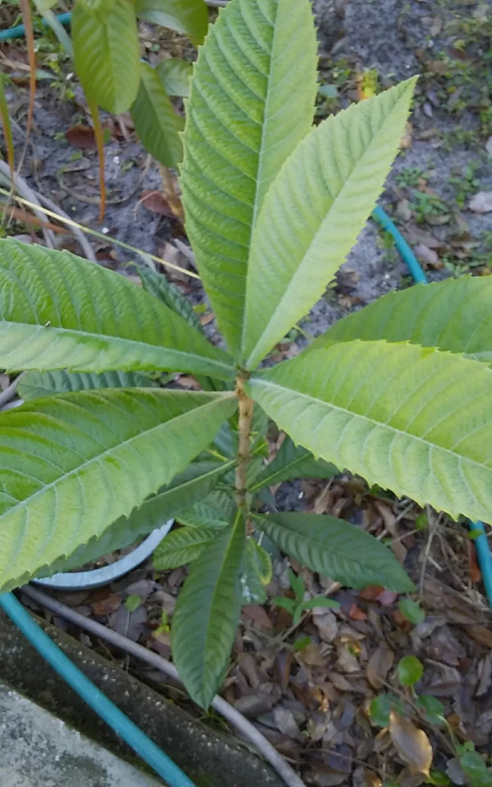 Loquat Tree Starter Plants 12-18" Eriobotrya japonica Tropical Edible Fruit & Tea Plant