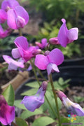 Lathyrus vernus 'Angustifolius' Sweet Pea Seeds – Perennial Climbing Flower Seeds for Garden, Fragrant Purple Blooms, 50+ Seeds