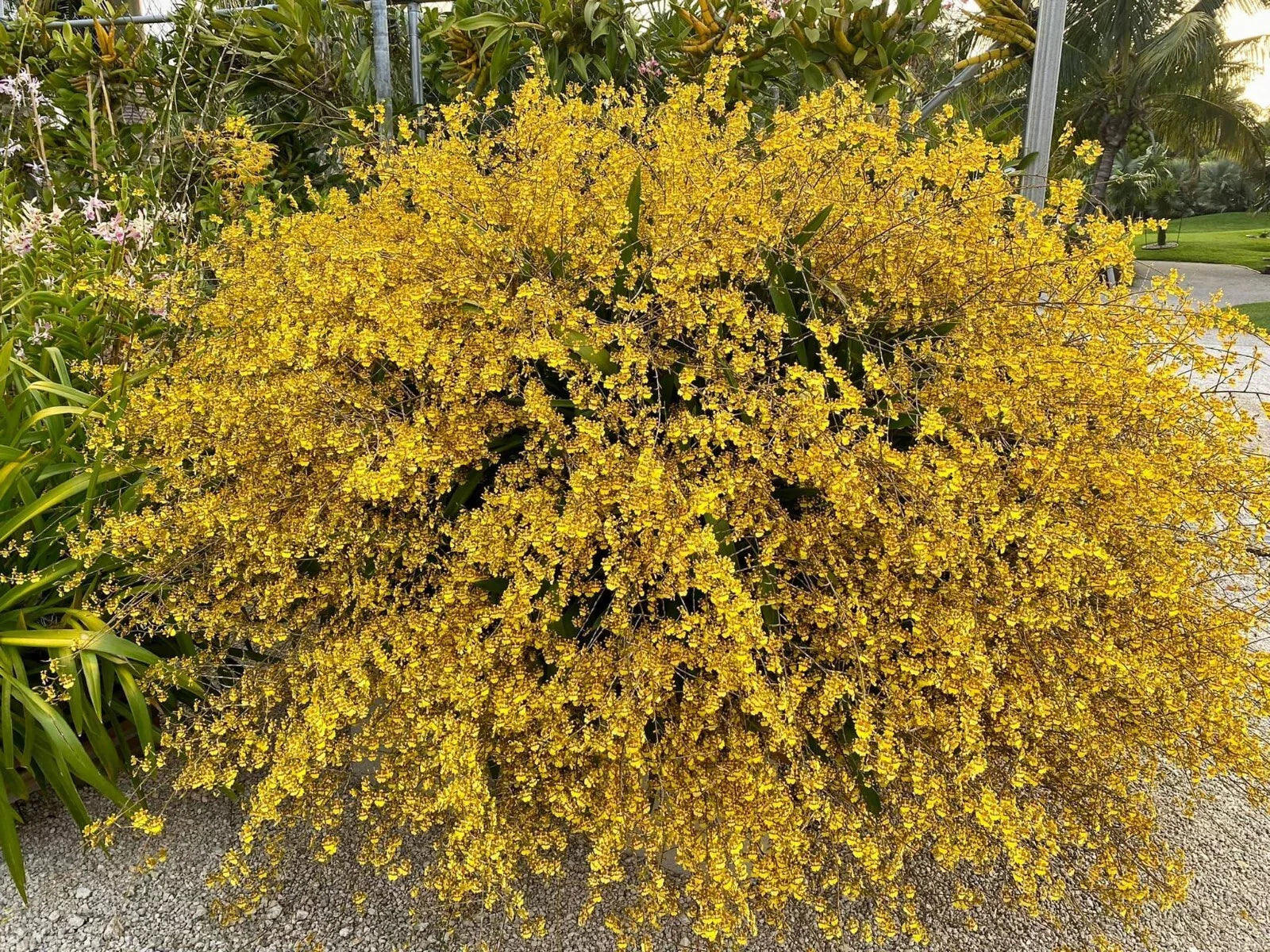 Oncidium sphacelatum Dancing Lady Yellow Orchid Bare Root Division - Bright Yellow, Easy Care, Indoor & Outdoor