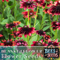 Rosso Raven Blanket Flower Seeds - Gaillardia aristata - Vibrant Red and Yellow Blooms - 200 Non-GMO Seeds for Borders, Containers, Pollinator Gardens