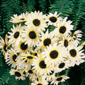 Sunflower Seeds 100 Count Italian White Non-GMO Pollinator Friendly Helianthus annuus for Bees and Garden