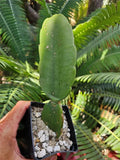 Dendrocereus Nudiflorus Rooted Cutting - Unique Naked Flower Cactus for Indoor & Outdoor Gardens, Succulent Collector Item