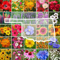Oklahoma Wildflower Seed Mix - Native Perennials & Annuals - 1000 Seeds - Bee & Butterfly Attracting Garden Seeds