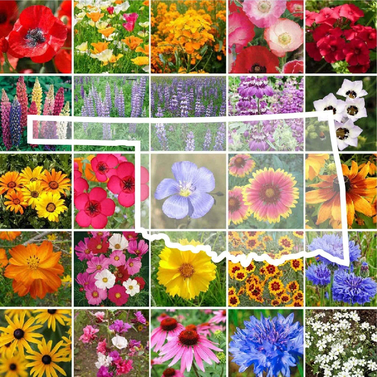 Oklahoma Wildflower Seed Mix - Native Perennials & Annuals - 1000 Seeds - Bee & Butterfly Attracting Garden Seeds