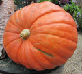 Big Max Pumpkin Seeds – Cucurbita maxima – Grow Giant Pumpkins Up to 100 lbs – Garden, Halloween, Contest, USA Grown