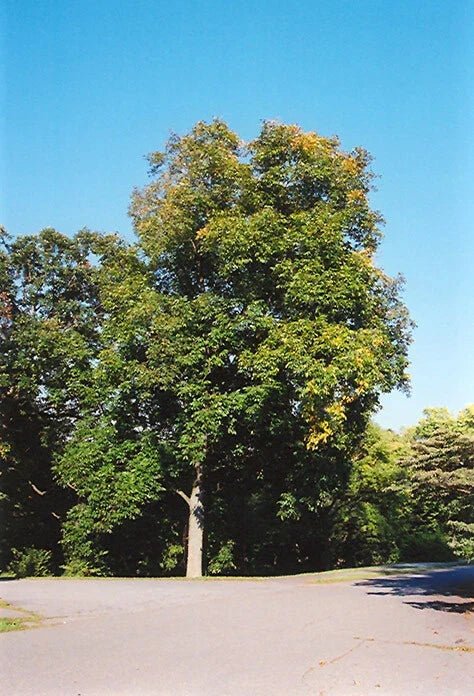 Shellbark Hickory Tree Live Plant Set of 2 | Edible Nuts, Native Carya laciniosa, Hardy Zones 5-9