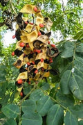 Spindle Palm Tree Seeds - Hyophorbe verschaffeltii - Tropical Indoor/Outdoor Plant Seeds - Exotic Landscape Focal Point