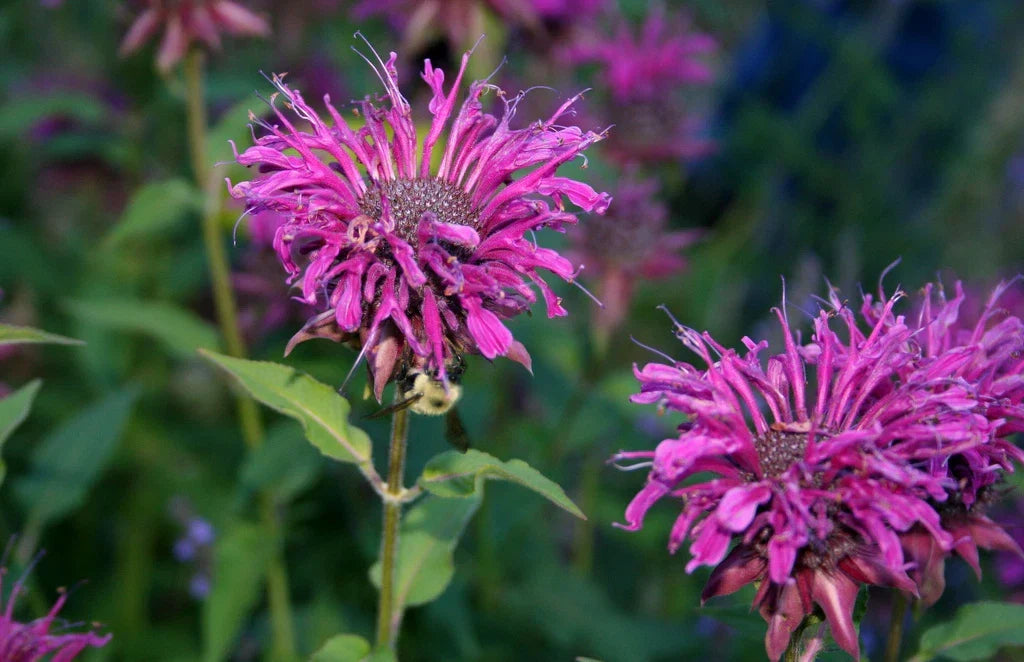 460 Seeds Purple Bee Balm Monarda didyma Perennial Flower Seeds for Pollinator Gardens
