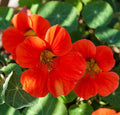 Nasturtium Seeds - Empress of India - Heirloom Non-GMO Tropaeolum majus Flower Seeds for Garden, Container, Pollinator Attracting