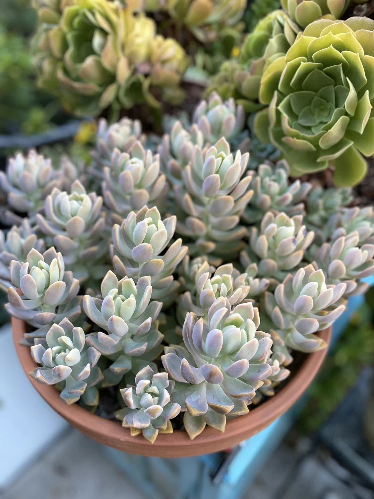 Graptopetalum Ghost Plant Succulent Cutting - Big Size - Indoor & Outdoor Propagation - Graptopetalum paraguayense