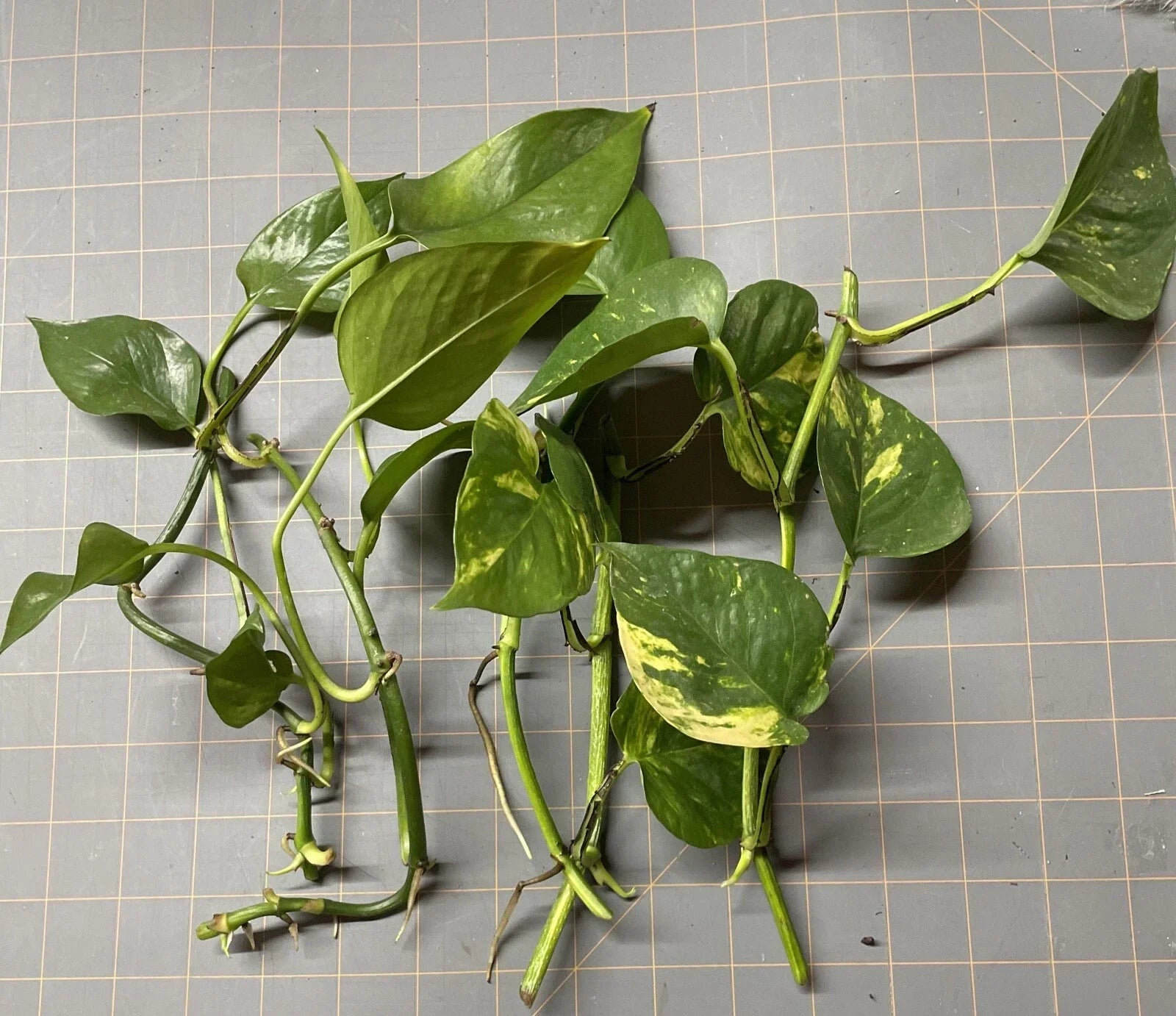 Golden Pothos Plant Rooted Cuttings - 5 Pack - Epipremnum aureum Indoor Houseplants