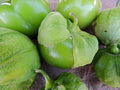 Tomatillo Seeds - Organic Toma Verde Heirloom Variety - Non-GMO, High Germination - Physalis ixocarpa, Bushy Plant