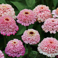 Zinderella Purple Zinnia Seeds - 100+ Pack, Vibrant Purple Blooms, Zinnia elegans, Annual Garden Seeds for Borders & Containers