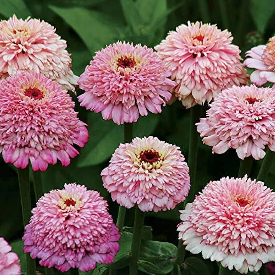 Zinderella Purple Zinnia Seeds - 100+ Pack, Vibrant Purple Blooms, Zinnia elegans, Annual Garden Seeds for Borders & Containers