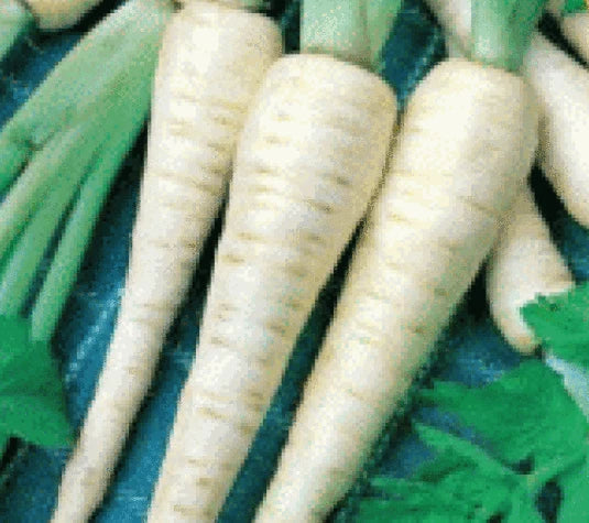 Fresh Parsnip Seeds - 100 Hollow Crown Pastinaca sativa Non-GMO, Heirloom, for Fall Planting & Bountiful Harvest