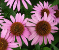 Purple Coneflower Bulk Seeds - Echinacea Purpurea - 2,000 Seeds for Gardening