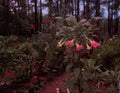 Versicolor Peach Pink Angel Trumpet Cuttings - 2 Unrooted Brugmansia versicolor Tropical Flowering Plants