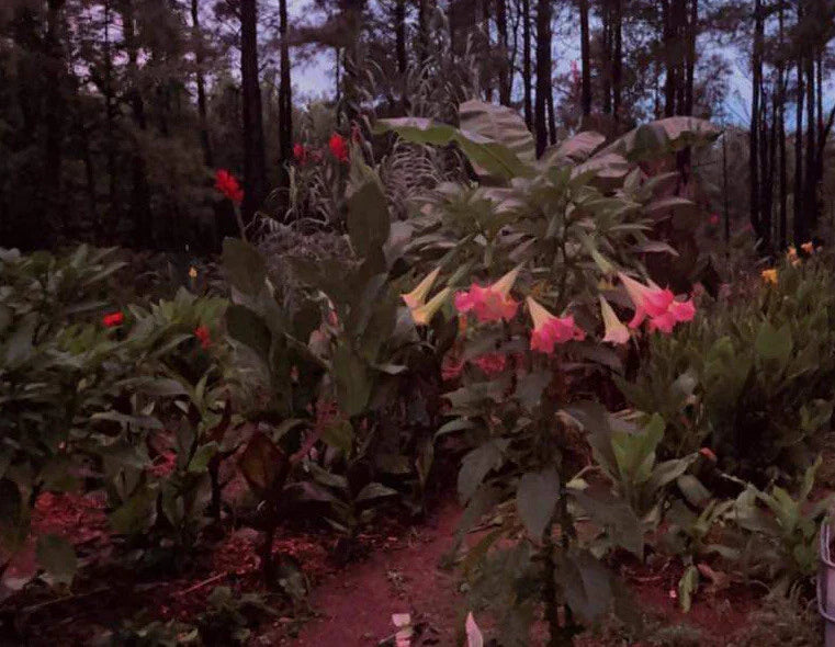 Versicolor Peach Pink Angel Trumpet Cuttings - 2 Unrooted Brugmansia versicolor Tropical Flowering Plants