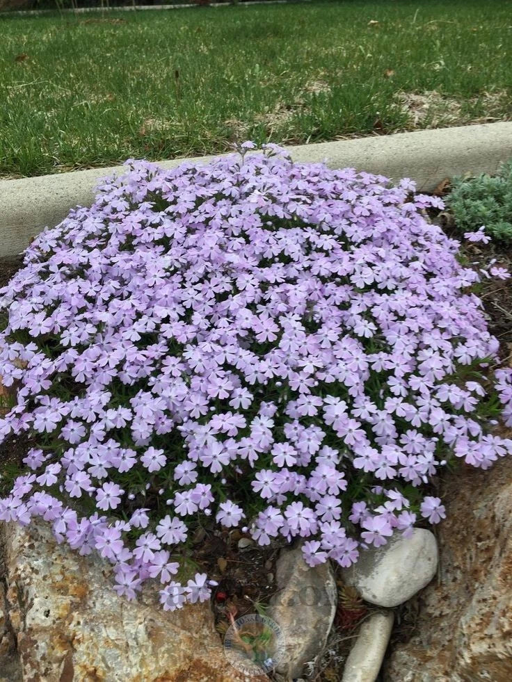 Creeping Phlox 4" Pot Emerald Blue Groundcover, Perennial for Rock Gardens, Pathways, Erosion Control, Phlox subulata