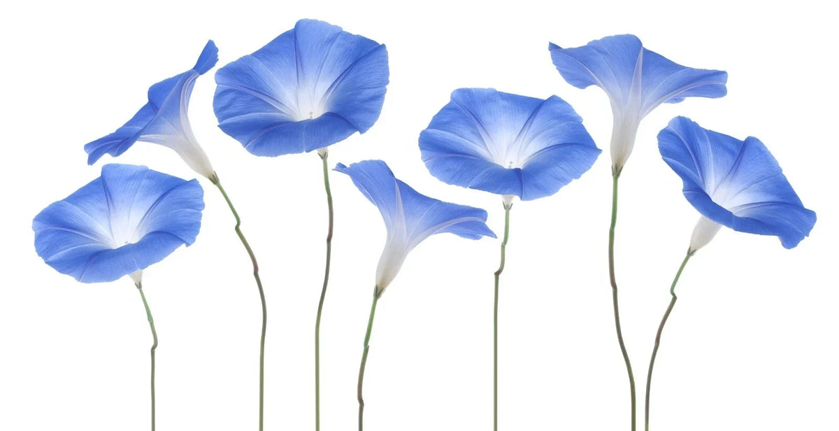 Exotic Morning Glory Flowering Vine Seeds - 50 Purple Blooms Ipomoea tricolor Climbing Climber Plant Seeds