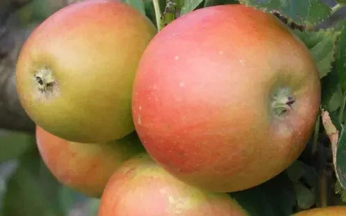 Barnack Beauty Apple Seeds - Heirloom Malus domestica for Home Garden, Orchard, Fruit Tree Planting, 25+ Seeds