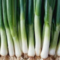 Fresh Leek Seeds - Allium porrum - Cold Hardy Vegetable Seeds for Home Gardening, 100 Seeds